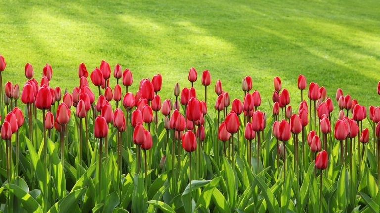 Entretien du jardin